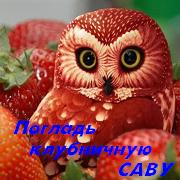 Дилвисш